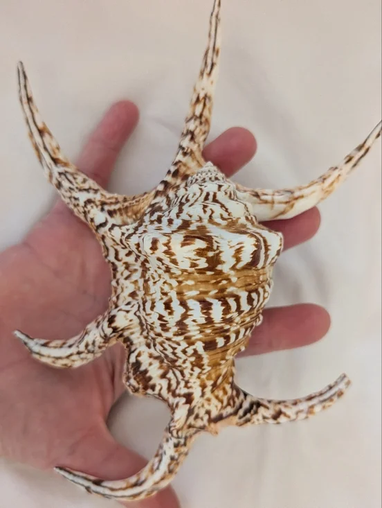 Spider Conch Shell - Picture 2 of 4